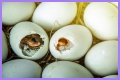 How To Make Bird Eggs?