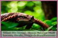 What Do Rough Green Snakes Eat?